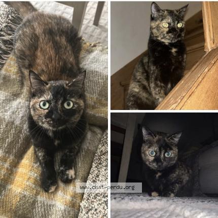 Foto 1/1 Mimi geisha Chat perdido en Segonzac