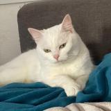 Foto del gato perdido en Beaumont Hague