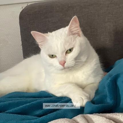 Foto 1/1 Blanche Chat perdido en Beaumont hague