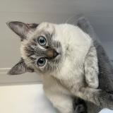 Foto del gato perdido en Donzac