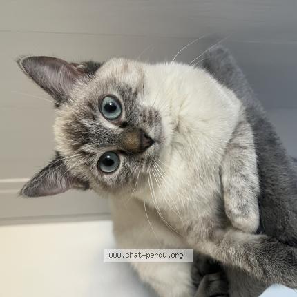 Foto 1/1 Esmée Chat perdido en Donzac