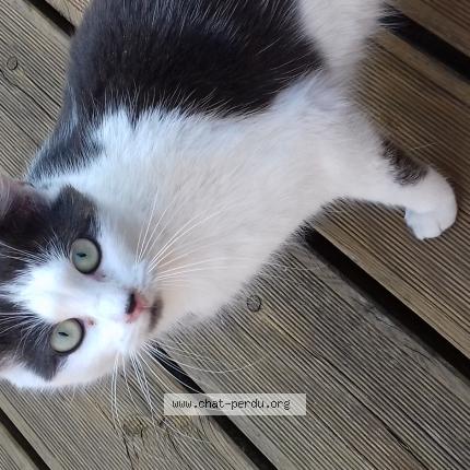 Foto 1/1 Ventoline Chat perdido en Le vaudreuil