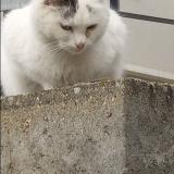 Foto del gato perdido en Marcenod