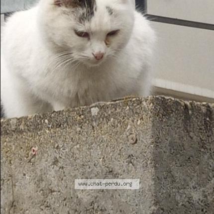 Foto 1/1 Bubulle Chat perdido en Marcenod