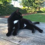 Foto del gato perdido en Fermanville