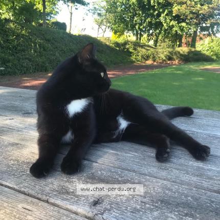 Foto 1/1 Shoka Chat perdido en Fermanville
