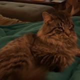 Foto del gato perdido en Saint Joseph Du Lac