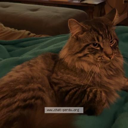 Foto 1/1 Link Chat perdido en Saint joseph du lac