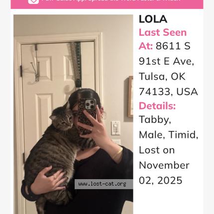 Foto 1/1 Lolo Chat perdido en Tulsa
