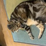 Foto del gato perdido en Bazouges La Perouse