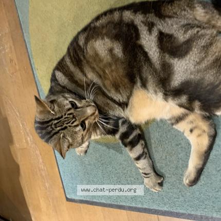 Foto 1/1 pilou Chat perdido en Bazouges la perouse