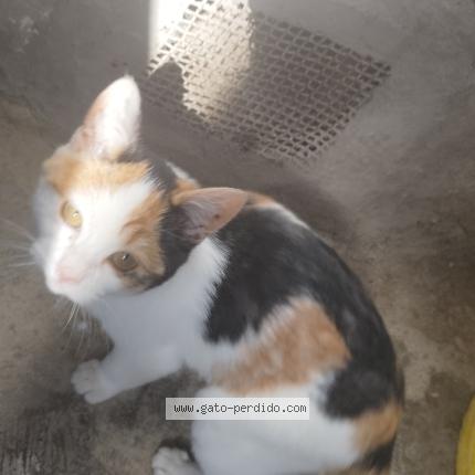 Foto 1/1 Pequeña Gato perdido en Oruro