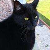 Foto del gato perdido en Vernassal