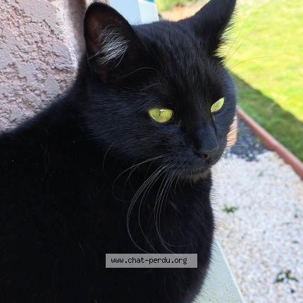 Foto 1/1 Jiji Chat perdido en Vernassal
