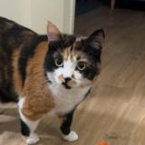 Foto del gato perdido en Aix En Provence