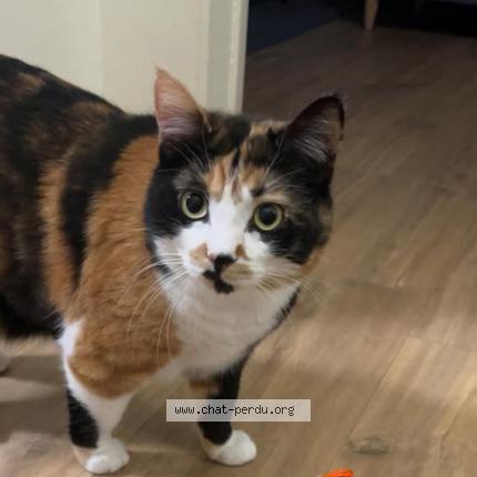 Foto 1/1 UNA Chat perdido en Aix en provence