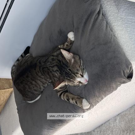 Foto 1/1 Yvan Chat perdido en Aumont en halatte