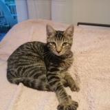 Foto del gato perdido en Argonay