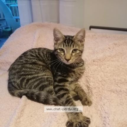 Foto 1/1 Softi Chat perdido en Argonay