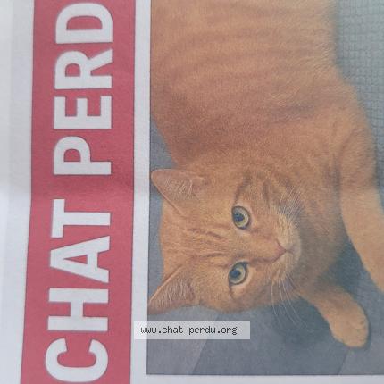 Foto 1/1 Miki Chat perdido en Montgeron