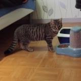 Foto del gato perdido en Laigne En Belin