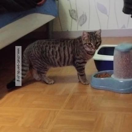 Foto 1/2 Mimi Chat perdido en Laigne en belin