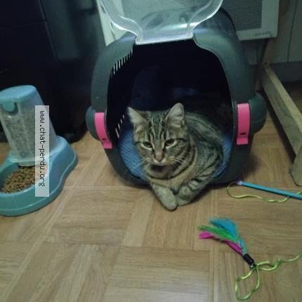 Foto 2/2 Mimi Chat perdido en Laigne en belin