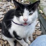 Foto de gato encontrado en Lomme