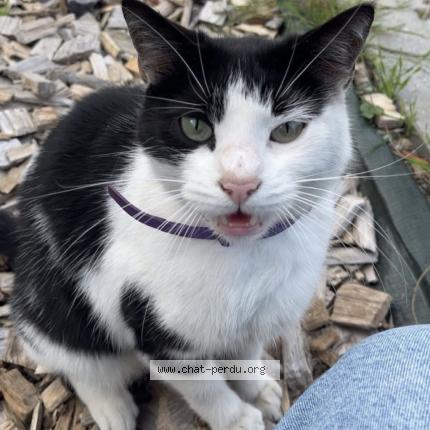 Foto 1/1 Gato encontrado Encontrado en Lomme