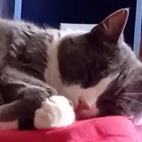 Foto del gato perdido en Sully Sur Loire