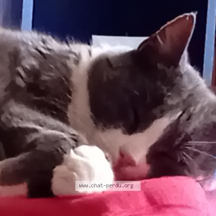 Foto 1/1 LAGLUE Chat perdido en Sully sur loire