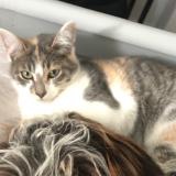 Foto del gato perdido en Donges