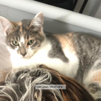 Foto 1/1 Avada Chat perdido en Donges
