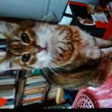 Foto de gato encontrado en Grenoble