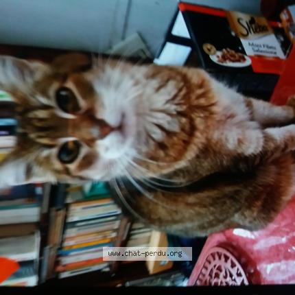 Foto 1/1 Gato encontrado Encontrado en Grenoble