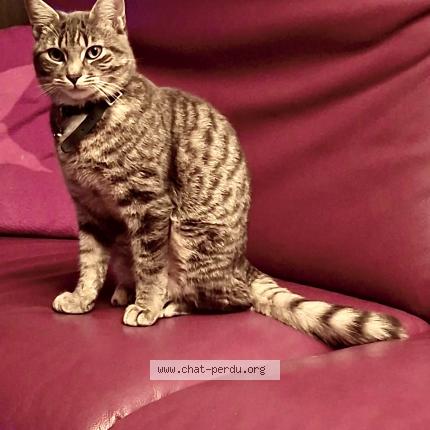 Foto 1/1 Kito Chat perdido en Gorgier