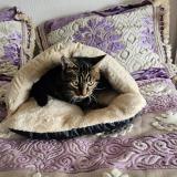 Foto del gato perdido en Avignon