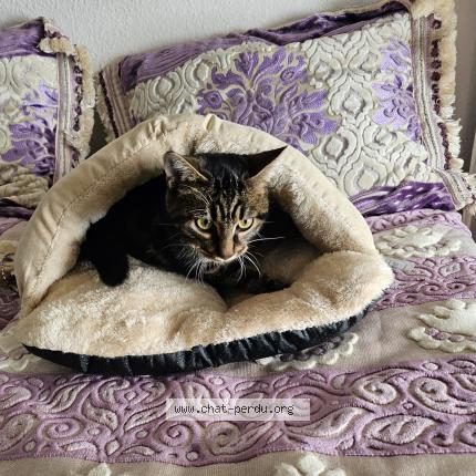 Foto 1/1 Louisa Chat perdido en Avignon