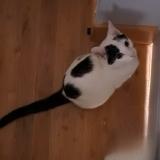 Foto del gato perdido en Taponnat Fleurignac