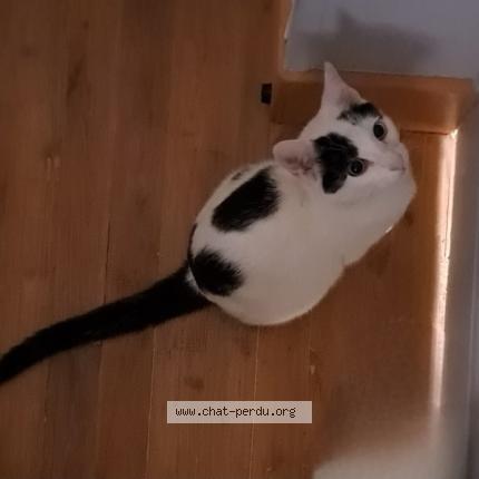 Foto 1/1 Blackie Chat perdido en Taponnat fleurignac