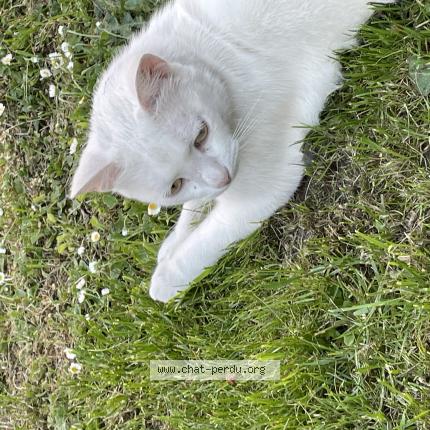 Foto 1/1 Elliott Chat perdido en Metz