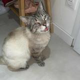 Foto del gato perdido en Saint Etienne