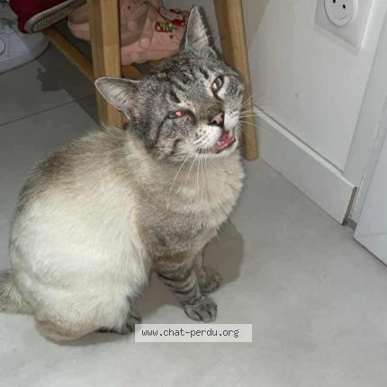 Foto 1/1 Kiwi Chat perdido en Saint etienne