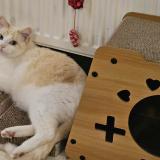 Foto del gato perdido en La Plaine Sur Mer