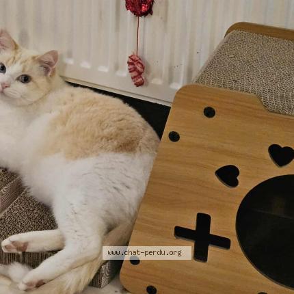 Foto 1/1 SWEETY ou Titi Chat perdido en La plaine sur mer