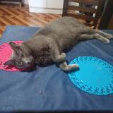 Foto del gato perdido en Rancagua