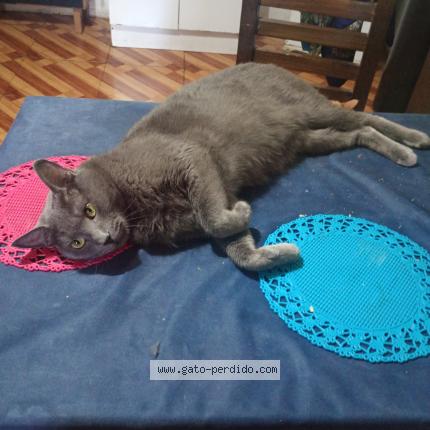 Foto 1/1 Ashey Chat perdido en Rancagua