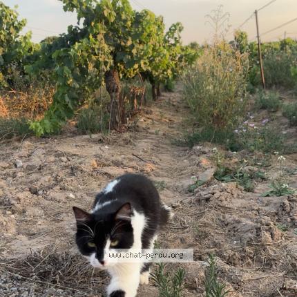 Foto 1/1 Nana Chat perdido en Sauvian