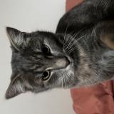 Foto del gato perdido en Beaugency