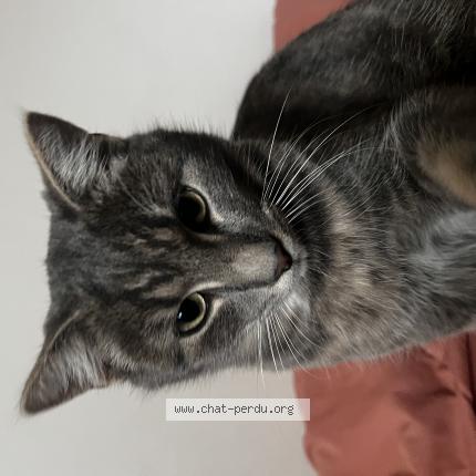 Foto 1/1 Grifouille Chat perdido en Beaugency